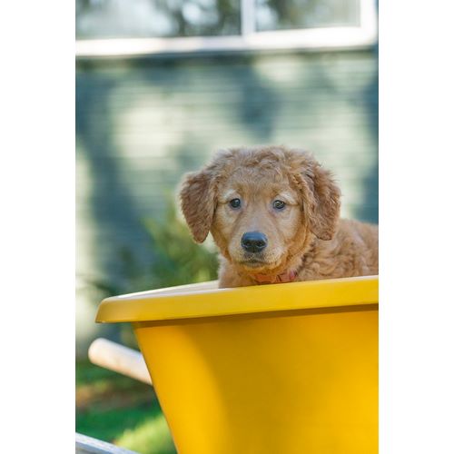 Horton, Janet 아티스트의 Ten week old Red Golden Retriever puppy-sitting in a wheelbarrow-PR작품입니다.